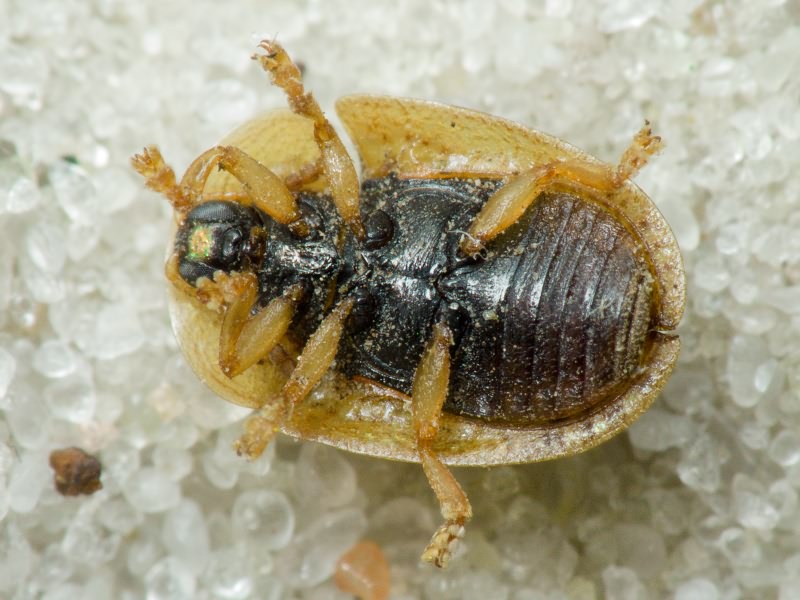 Hypocassida cornea (Marseul, 1868)